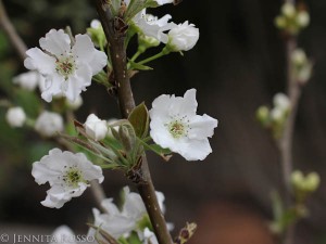 Pear Blossom