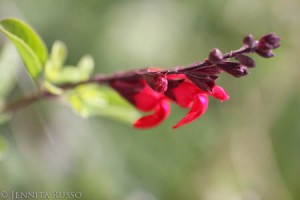 Red Salvia