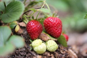 Strawberries