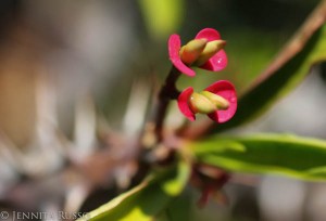 Thai Crown of Thorns