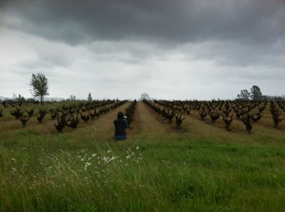 Jennita shooting sonoma vines (1 of 1)