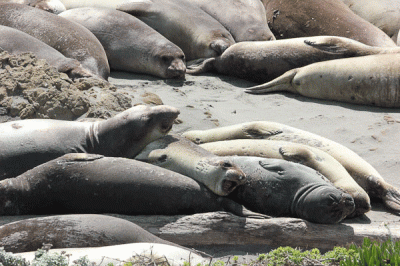 elephant-seal